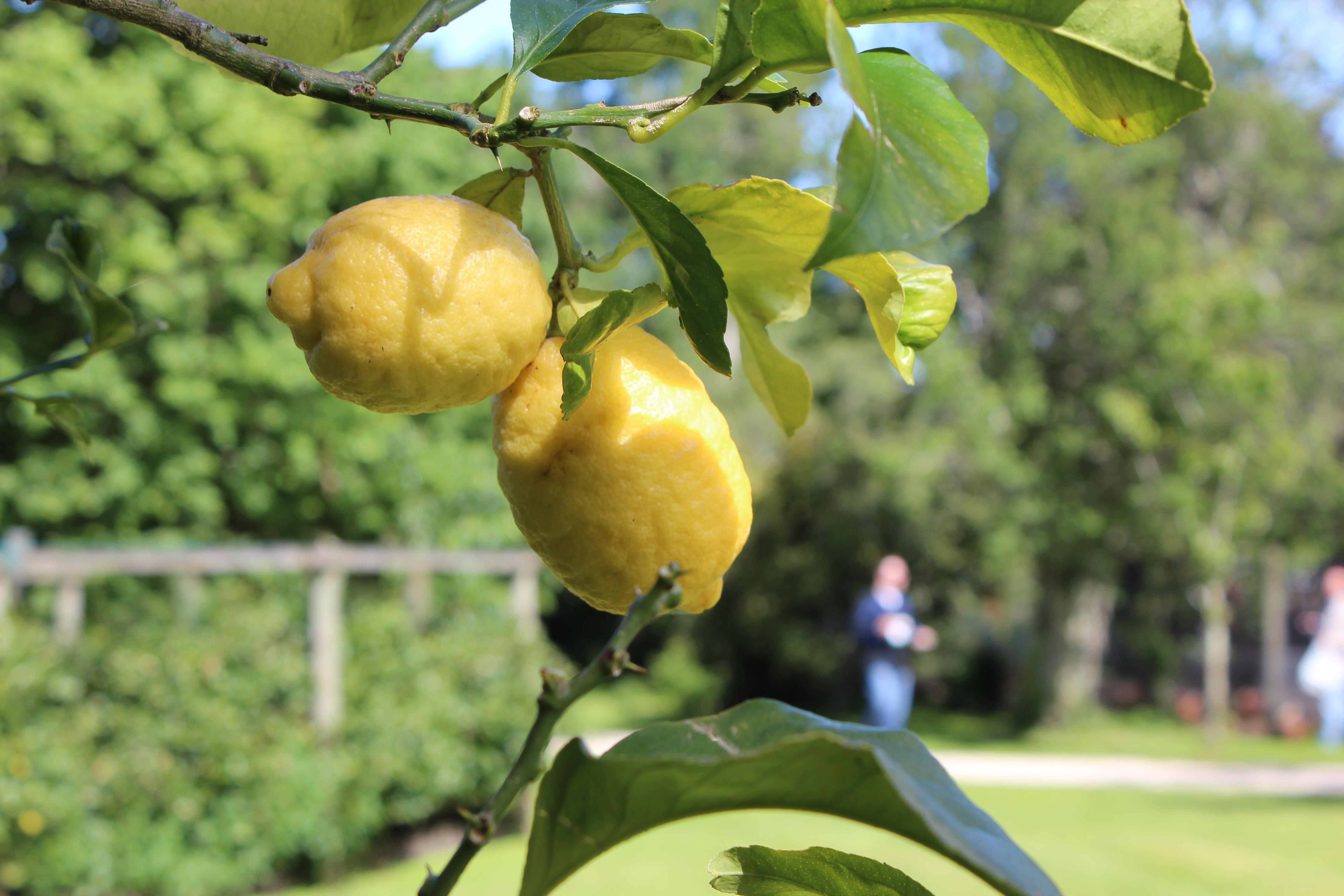 20111110_Pie Lab_0777